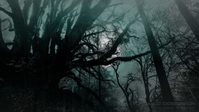 Wild Obsession - Testo creativo su emozioni e connessioni qui rappresentato da una foresta