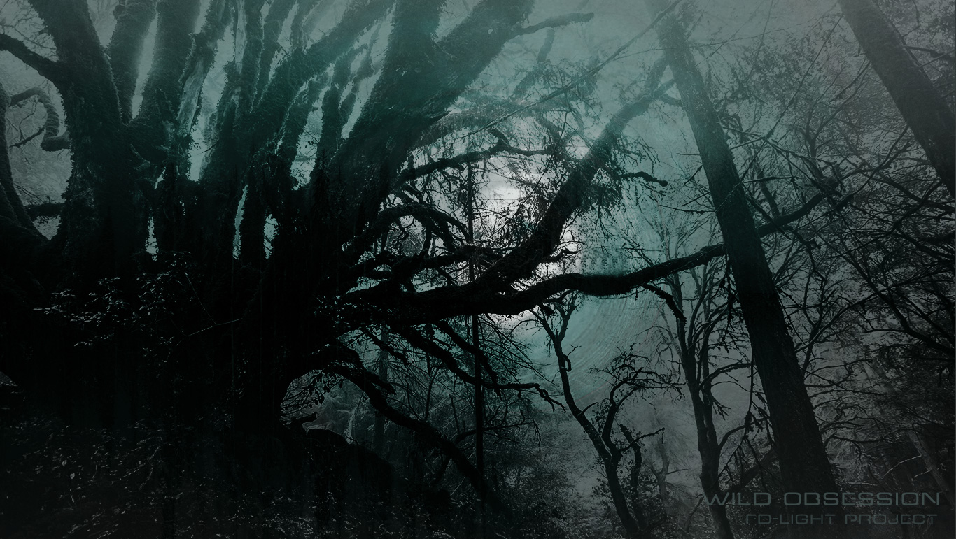 Wild Obsession - Testo creativo su emozioni e connessioni qui rappresentato da una foresta